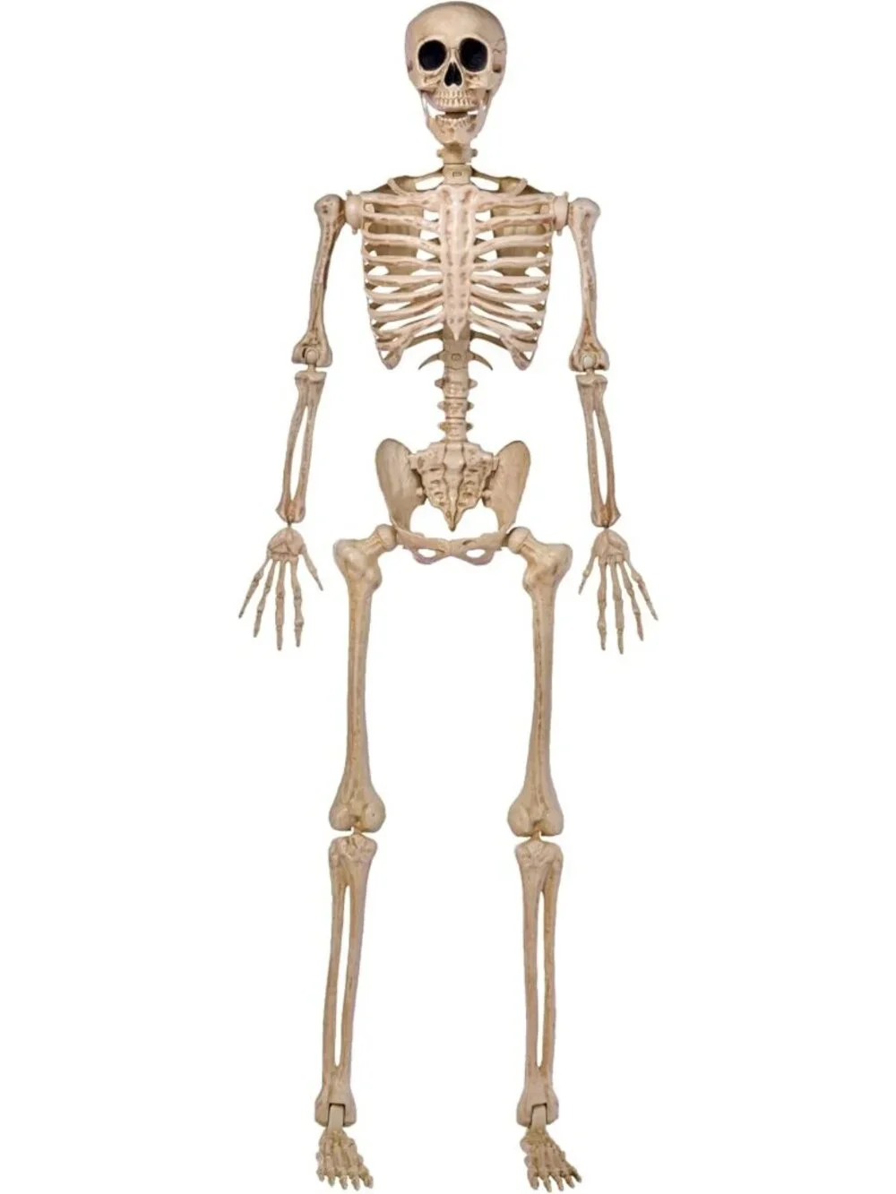 Life-Size 5FT Posable Skeleton Decor | Movable Joints for Halloween Parties